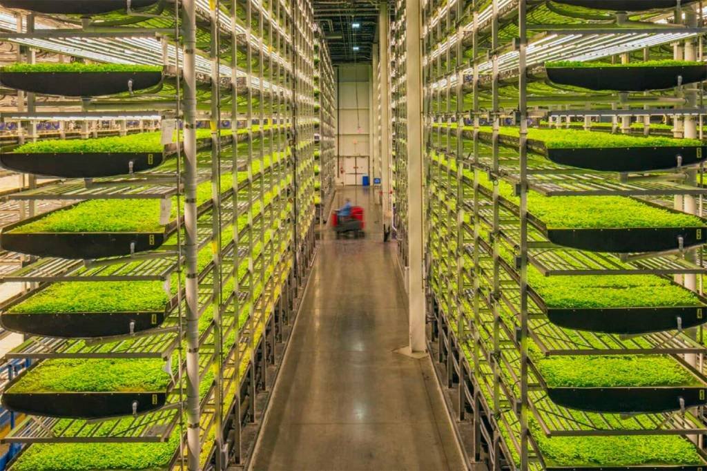 Sustentabilidade para o alto: como a agricultura vertical está transformando áreas urbanas