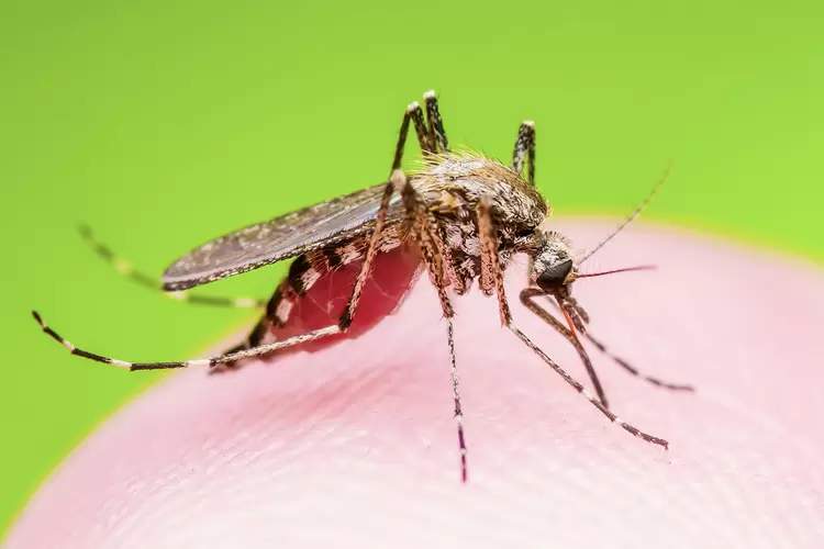 Dengue: será liberado um novo orçamento de R$ 300 milhões para estados e municípios comprarem medicamentos usados no tratamento da doença (nechaev-kon/Getty Images)