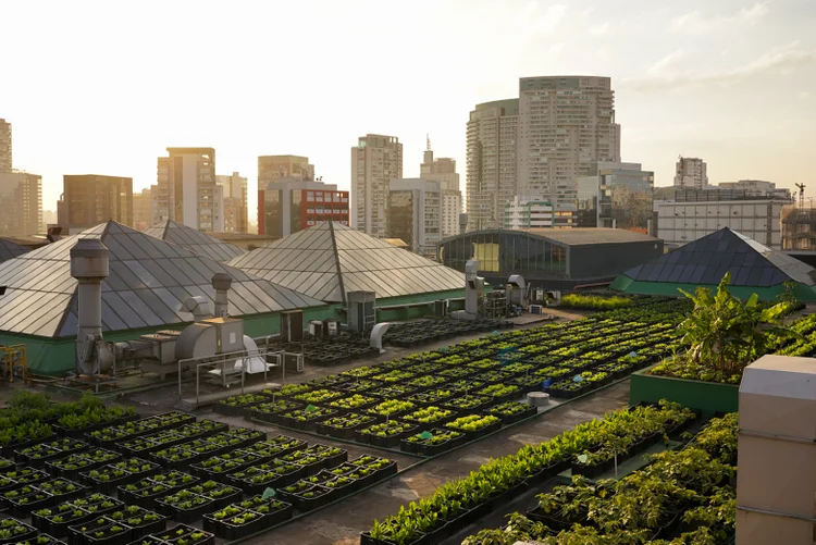 Lixo orgânico ajuda no plantio de 40 mil mudas de verduras e legumes por ano, segundo o Shopping Eldorado (Allos/Divulgação)