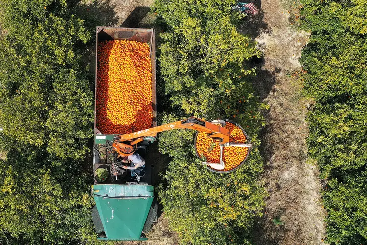 Fazenda de laranja na Flórida, nos EUA: a produção no estado americano despencou recentemente, e o setor da citricultura quer diminuir barreiras comerciais ao suco de laranja brasileiro (Joe Raedle/Getty Images)