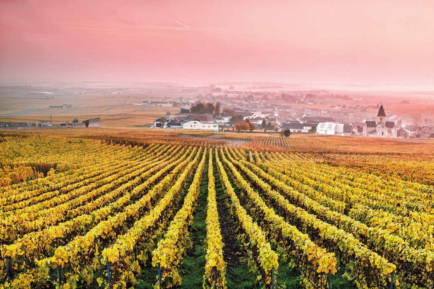 Venda de vinhos premium no Brasil escapa de crises e deve crescer