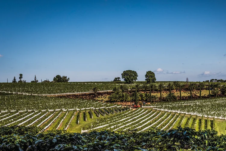 Regiões tradicionais, desde La Rioja, na Espanha, até Bordeaux, na França, podem perder entre 49% e 70% de suas colheitas. (Germano Lüders/Exame)