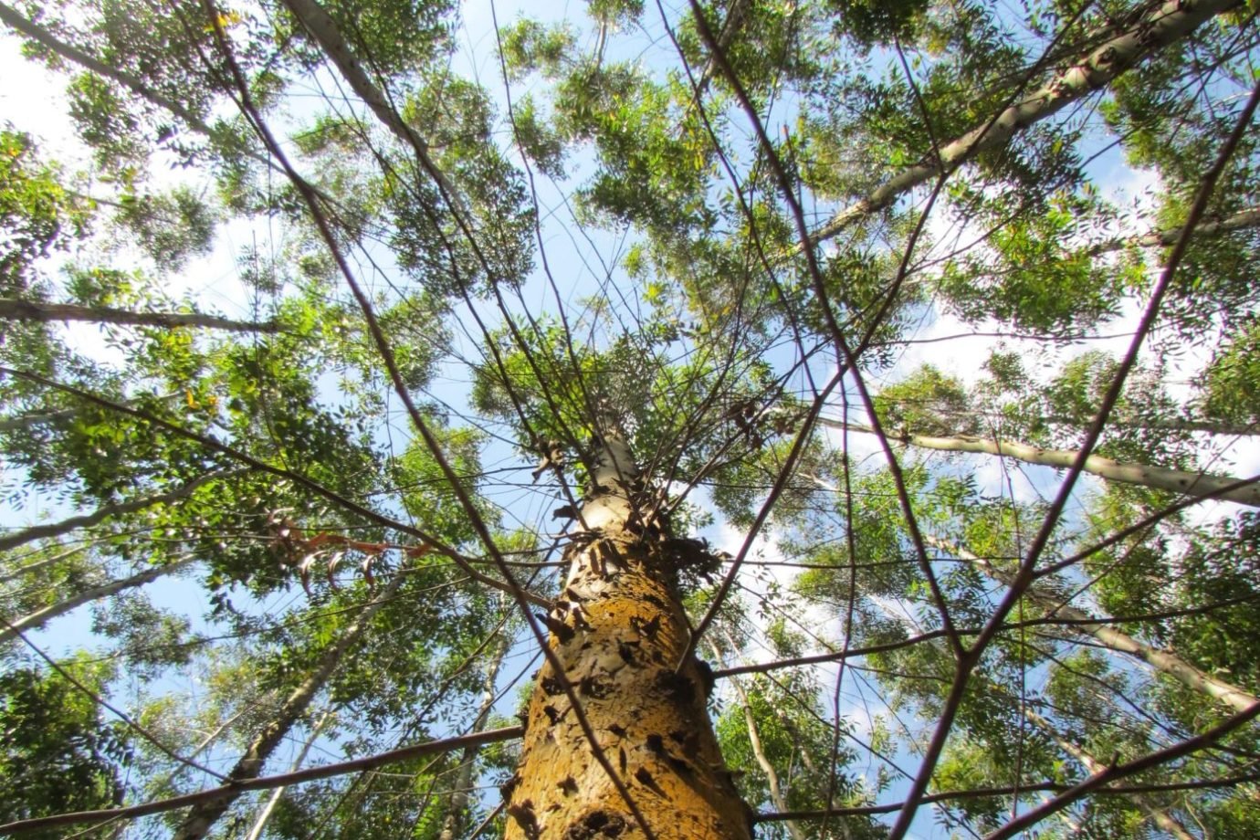 Em meio a apagão florestal, Dexco sai na frente com negócio de madeira