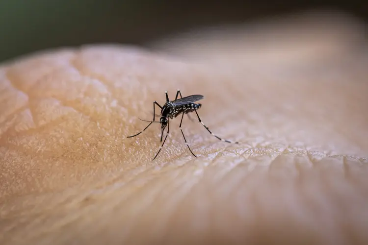América do Sul e Central passam por uma das piores epidemias de dengue de sua história (Getty Images)