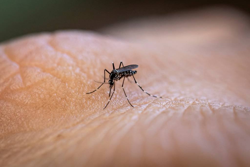 Rio anuncia fim da epidemia de dengue na cidade
