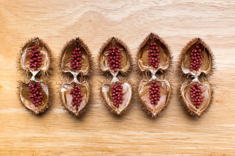 Versatilidade: o urucum é usado na indústria de alimentos, farmacêutica e têxtil (Getty Images)