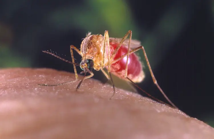 Mosquitos: maruim é mais comum no norte do país, principalmente na Amazônia. (Smith Collection/Gado/Getty Images)