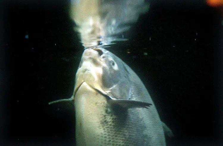 Peixe de quase 2 quilos foi encontrado no interior da Irlanda