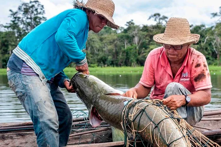 Pescadores de Pirarucu: Sua pesca, atualmente, contribui com a conservação de mais de 11 milhões de hectares da Amazônia e com o sustento de diversas comunidades ribeirinhas e indígenas. (JBS/Divulgação)