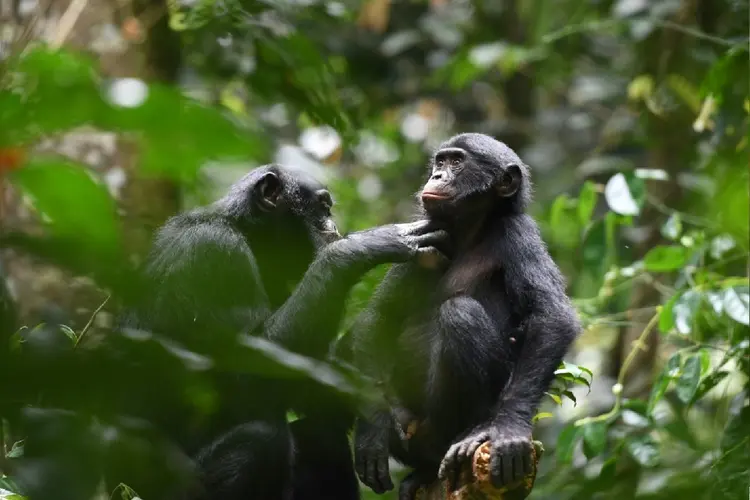 Reserva ambiental no Congo (AFP Photo)