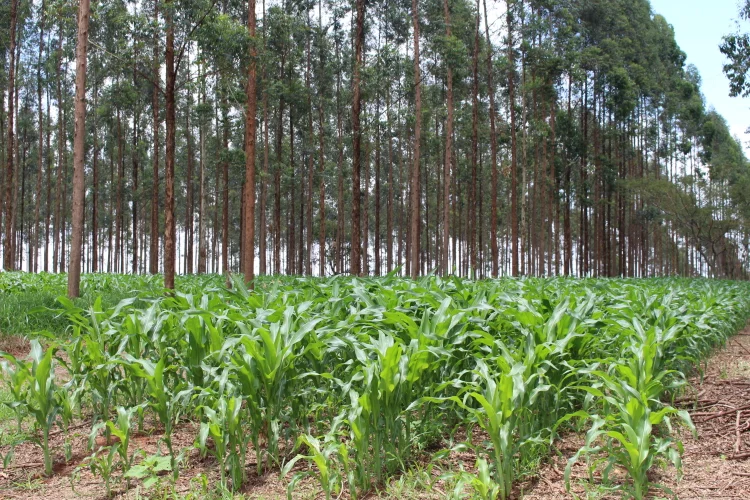 Dos 109,7 milhões de hectares de pastagens com algum nível de degradação no Brasil, 28 milhões podem ser convertidos em área agrícola. Mapeamento realizado pela Embrapa mostra que o aproveitamento dessas terras garantiria uma expansão agrícola de 35% em área plantada de grãos no país (Gisele Rosso/Embapa)