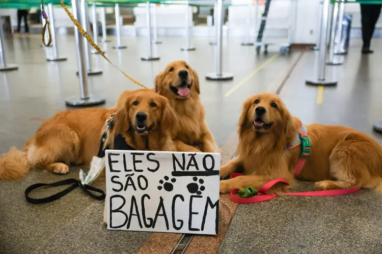 Joca: cachorro da raça golden retriever morreu após ser extraviado em voo da Gol (Fabio Rodrigues-Pozzebom/Agência Brasil)