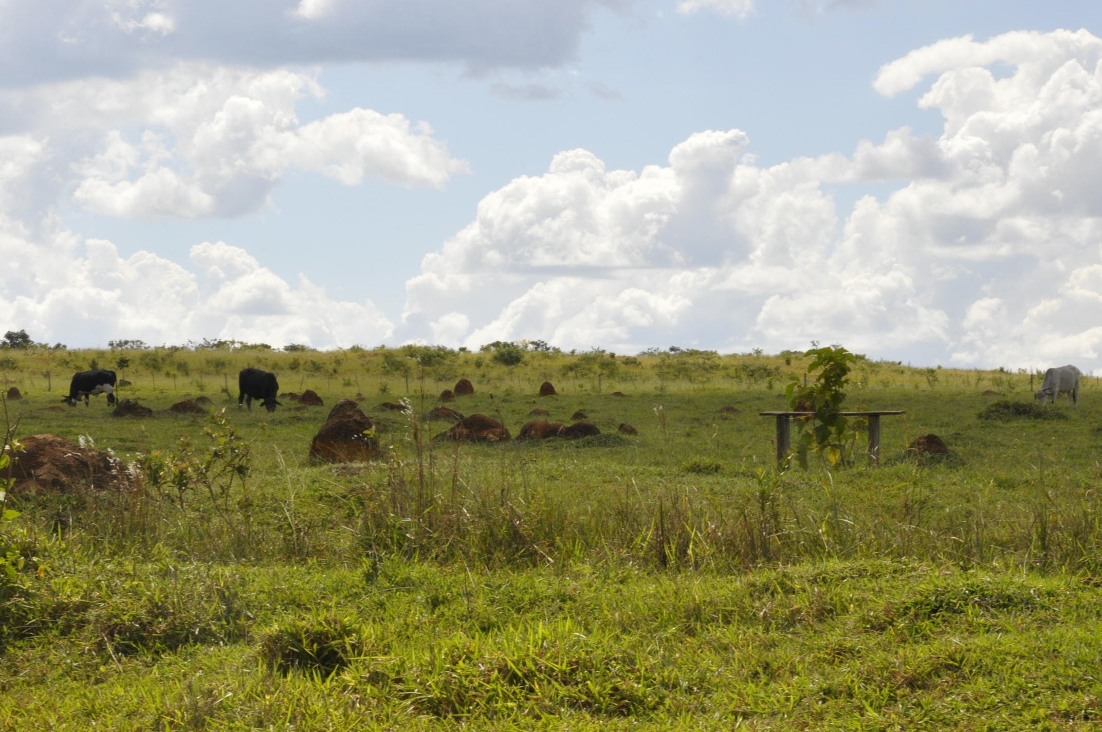 Emissões de gases de efeito estufa diminuem com a agricultura climaticamente inteligente