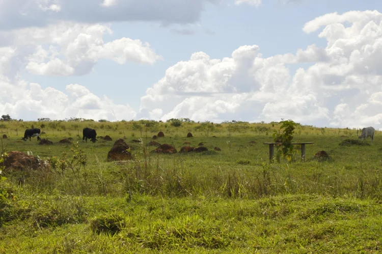 Saída: converter áreas de pastagens degradadas e de agricultura convencional para práticas de CSA tem elevado potencial para mitigar a emissão de GEE ( Breno Lobato/Embrapa)