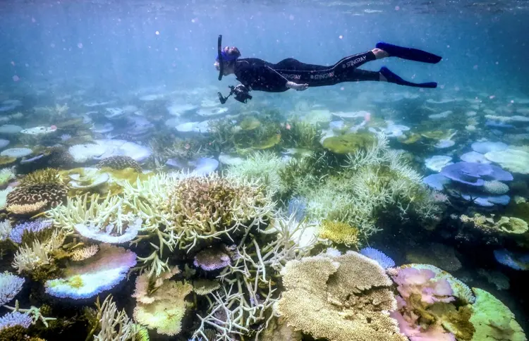 Ameaça: barreira de corais da Austrália, onde a bióloga marinha Anne Hoggett costuma mergulhar, perde a vida rapidamente (AFP Photo)