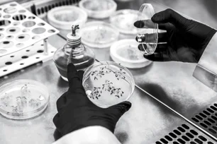 Imagem referente à matéria: Técnica pioneira no Reino Unido impede transmissão de doenças hereditárias em oito bebês