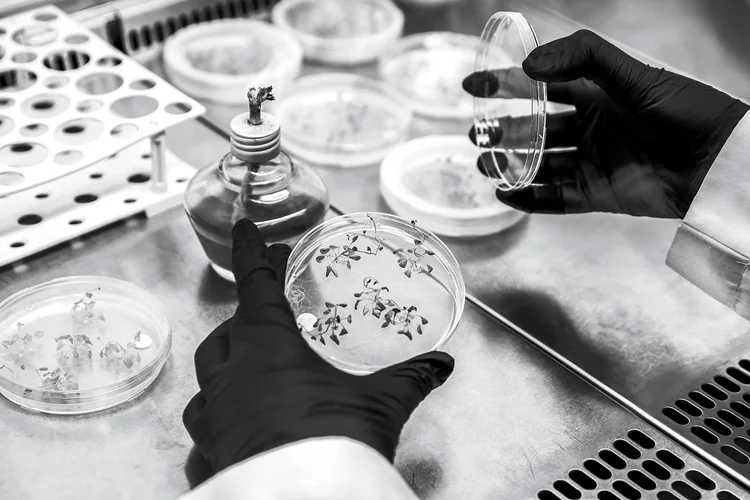 Bebês feitos com DNA de três pessoas nascem livres de doenças hereditárias (Arife Karakum/Anadolu/Getty Images)
