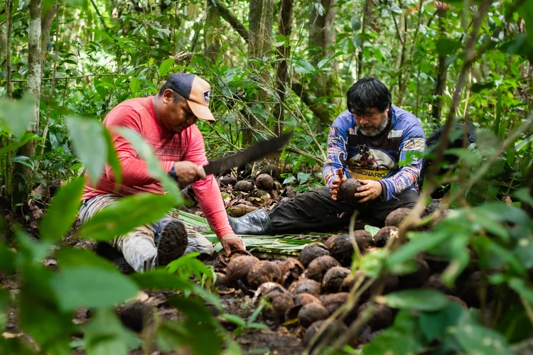 A região amazônica esconde iniciativas locais que estão superando desafios produtivos e logísticos, impulsionando geração de renda com inclusão e agregação de valor. (Fred Rahal/Idesam/Divulgação)