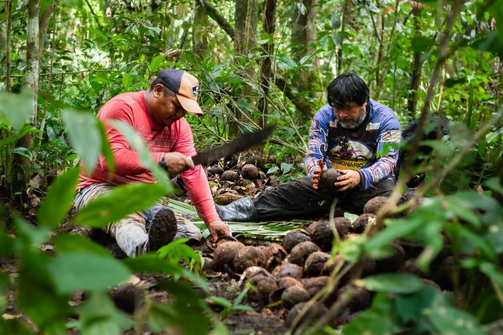 Estudo mapeia soluções para o fortalecimento de cadeias produtivas da Amazônia