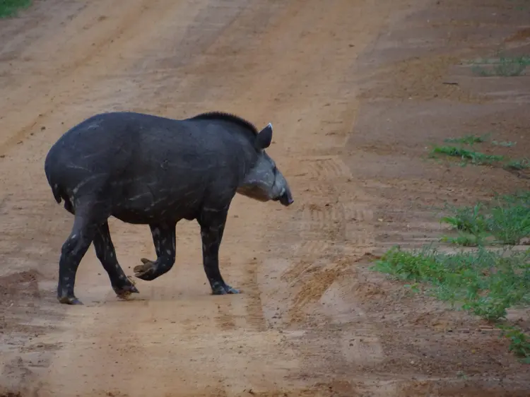 Risco: capivara, tatu e gambá são os mais atropelados; anta está entre as vítimas de médio e grande porte (Leandro A Luciano/Getty Images)