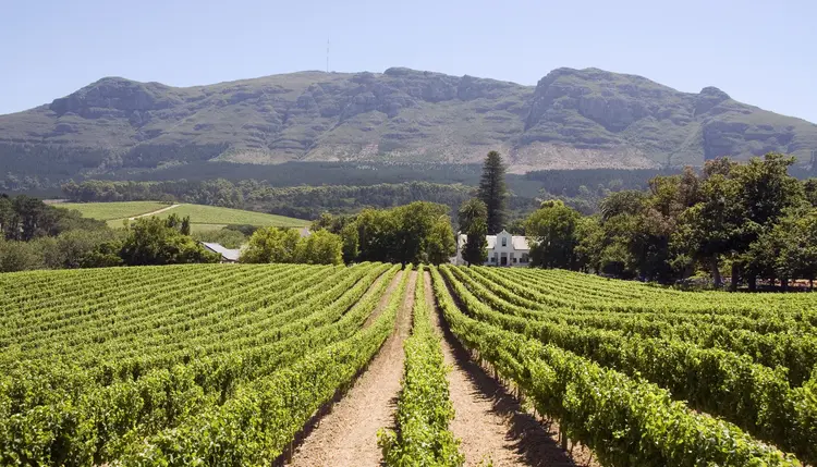 Vinhedo: região da Cidade do Cabo reúne boa parte das melhores vinícolas do país. (jaap-willem/Getty Images)