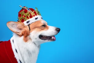 Petz e Cobasi querem 'abocanhar' mercado pet no Brasil com gigante de R$ 6,9 bilhões. Vai dar certo?