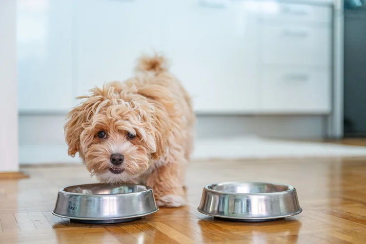 Varejo pet: PremieRpet reforça seu compromisso com o desenvolvimento do mercado brasileiro (Ti-ja/Getty Images)