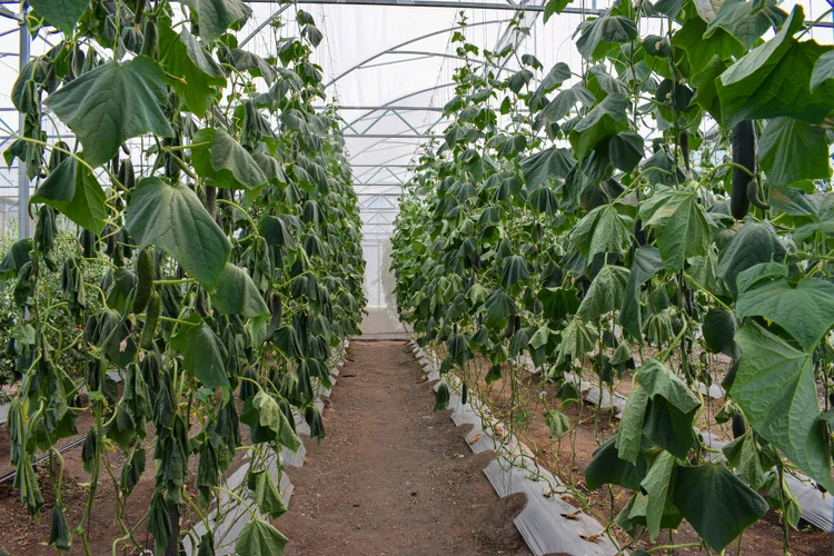 Plasticultura: Plantação de pepinos em uma estufa com uma treliça de cordas apoiando o crescimento das videiras (Getty Images/Getty Images)