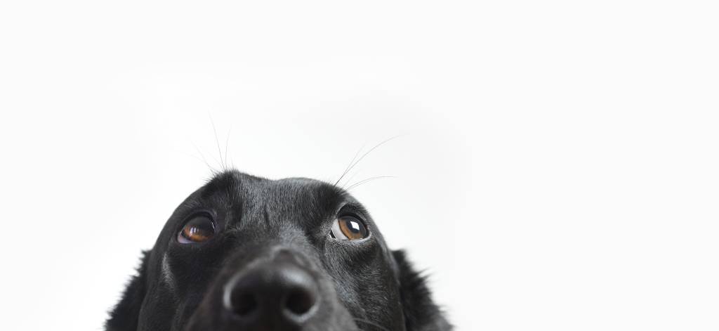 Experiência com cachorros no escritório melhorou saúde mental dos funcionários