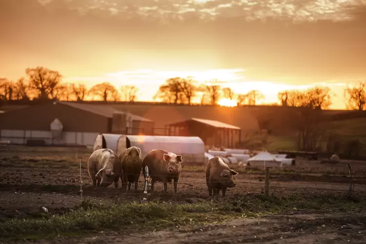 Energia limpa gerada de dejetos de suínos abastece as casas de colaboradores que moram na fazenda e o sistema de distribuição de adubos em pastos, entre outros. (Chris Winsor/Getty Images)