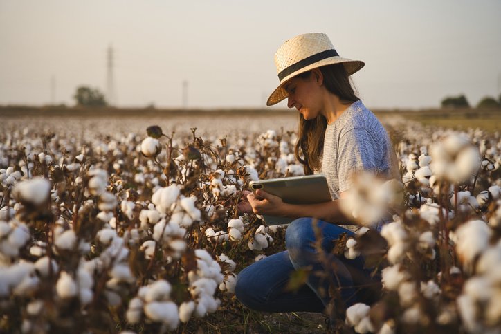 Brasil disputa com EUA na produção de algodão e aposta é na digitalização do setor