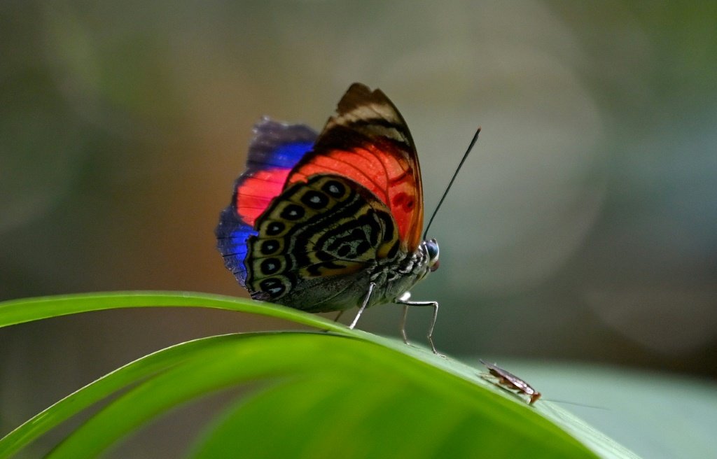 Uma borboleta na floresta amazônica na reserva Cuyabeno, Equador, em 28 de março de 2024