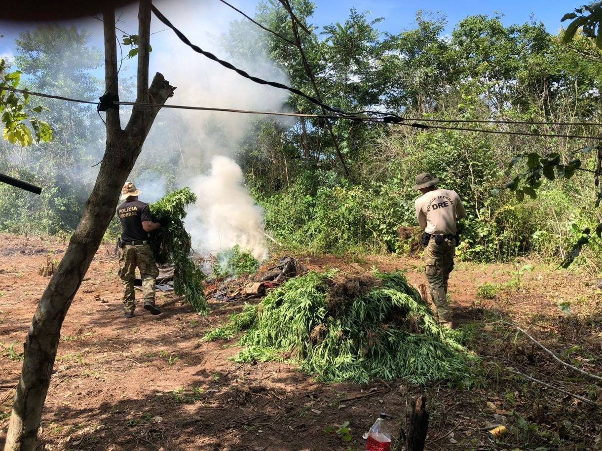 PF destrói 7 mil pés de maconha em operação contra o plantio ilegal em terras indígenas no MA