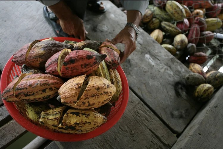 As colheitas na África Ocidental foram prejudicadas por doenças agrícolas e condições climáticas adversas (Bean to Bar Vietnam/Divulgação)