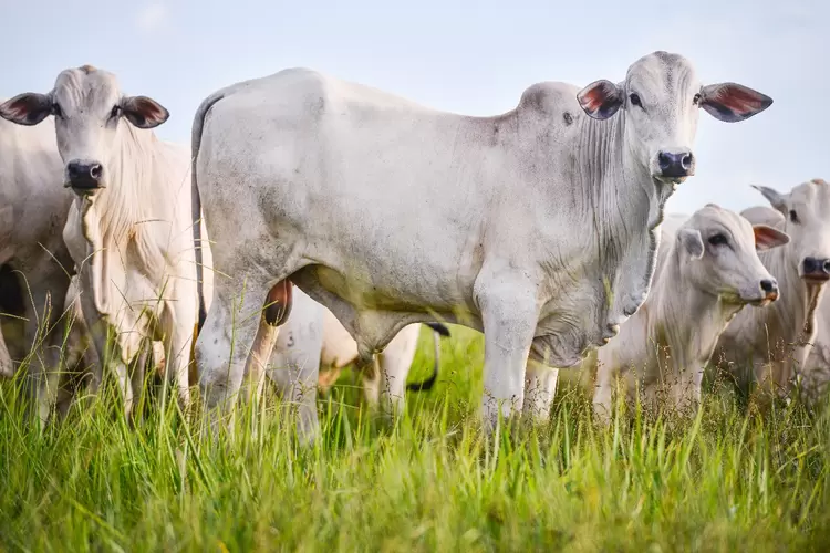Criação de bovinos no Mato Grosso (	Lucas Ninno/Getty Images)