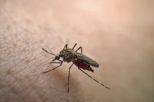 Imagem referente à matéria: Governo do Rio decreta fim da epidemia de dengue