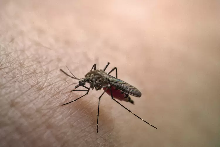 Dengue: doença é transmitida pelo mosquito Aedes aegypti  (Gerard Rivest/Getty Images)