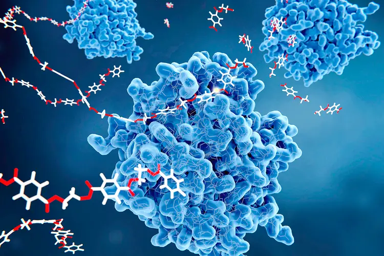 Enzimas: os anticorpos catalíticos, também conhecidos como abzimas, constituem uma classe singular de proteínas capazes de catalisar reações químicas de maneira análoga. (JUAN GAERTNER/SCIENCE PHOTO LIBRARY/Getty Images)