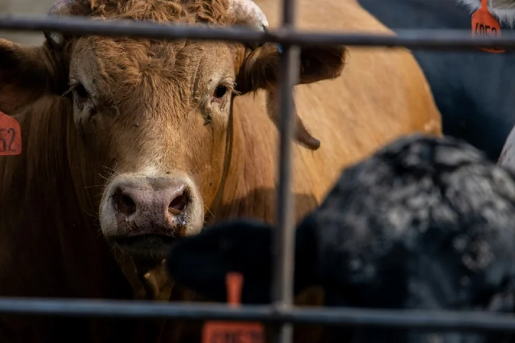 Gripe aviária: o contágio de uma cepa de gripe aviária de alta patogenicidade (IAAP) pelas vacas teria ocorrido por meio de aves silvestres (AFP/AFP Photo)