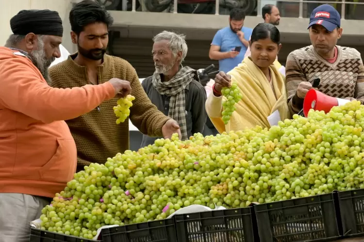 Globalização: na Índia, a superfície plantada aumentou 3%; país entrou para a lista dos 10 maiores vinhedos do mundo (AFP Photo)
