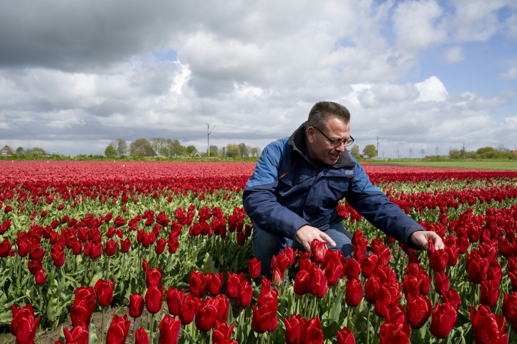 Arjan Smit observa seus campos de tulipas em Spierdijk, Holanda, em 24 de abril de 2024