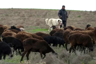 Imagem referente à matéria: Ovelhas gigantes do Tadjiquistão driblam efeitos das mudanças climáticas