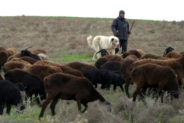 Renda: pastor Bakhtior Sharipov e seu rebanho de ovelhas de Hissar, no oeste do Tadjiquistão (AFP Photo)
