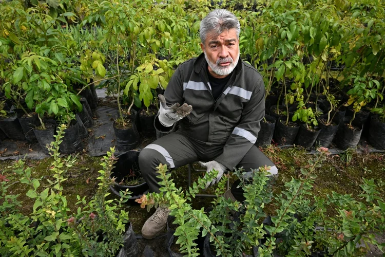 Polêmica: em Bogotá, Torres planta árvores como pena alternativa (AFP Photo)