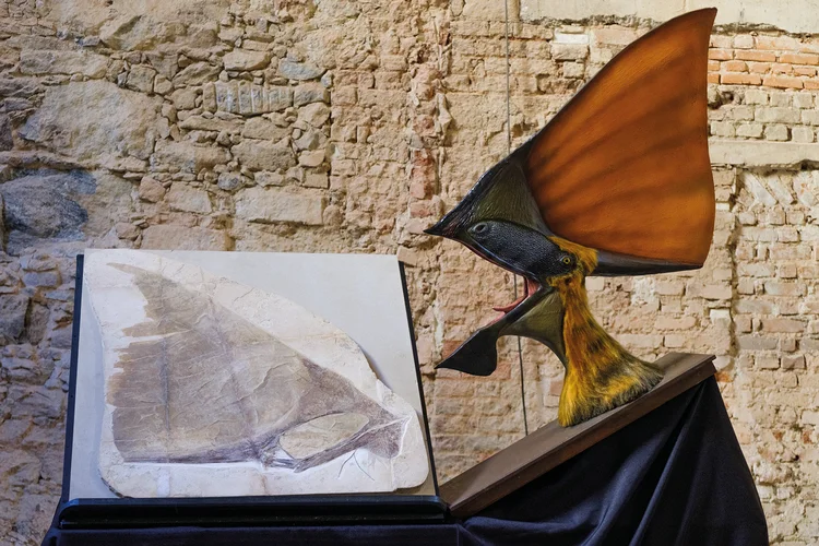 Fóssil do novo acervo: doação de colecionadores (Diogo Vasconcellos/Museu Nacional/Divulgação)