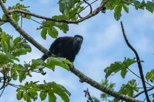 Imagem referente à matéria: Por que macacos estão caindo mortos de árvores no México?