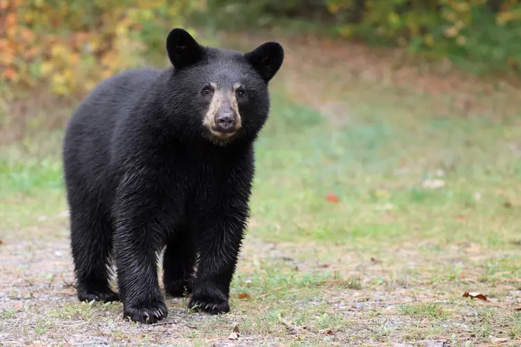 Carne de urso é escura e pode confundir quem cozinha. (mlorenzphotography/Getty Images)