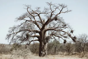 Imagem referente à matéria: Cientistas descobrem mistério sobre origem da "árvore da vida"
