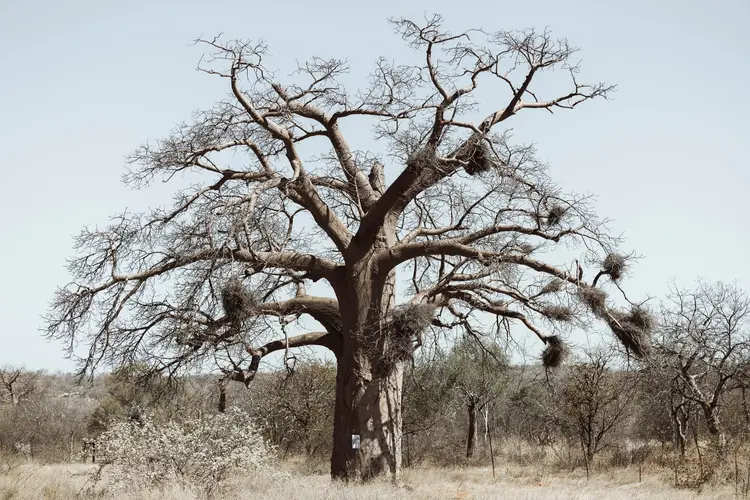 Essas árvores estão ligadas a tradições e culturas locais na África