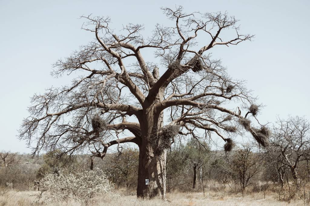 Cientistas descobrem mistério sobre origem da "árvore da vida"